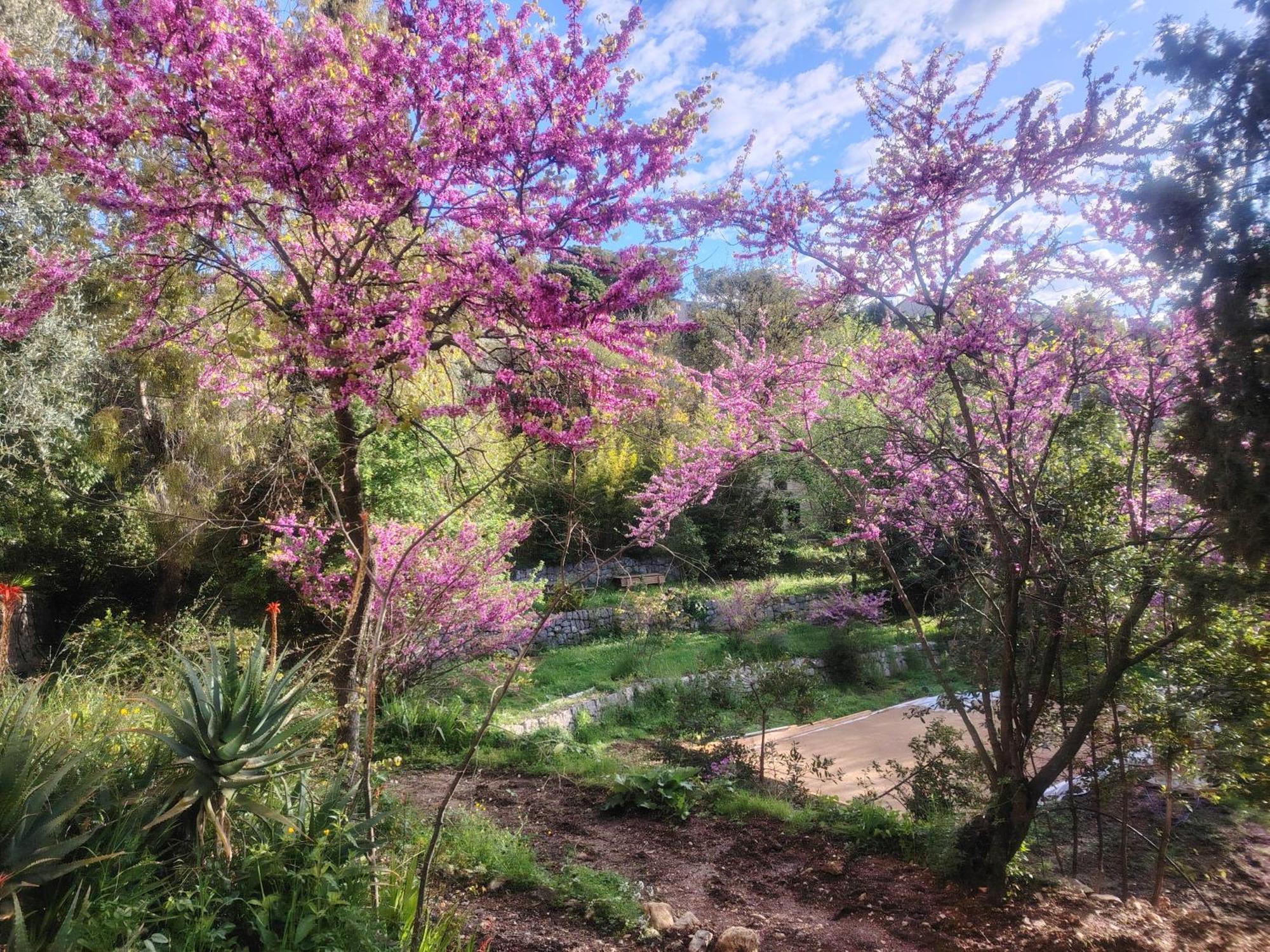 Domaine Des Petites Soeurs A 800M Du Centre Historique Avec 5200M2 De Parc Arbore Vence Zewnętrze zdjęcie